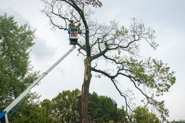 Best Tree Removal  in Jennerstown, PA